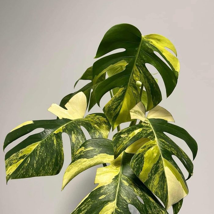 Monstera aurea with yellow variegation