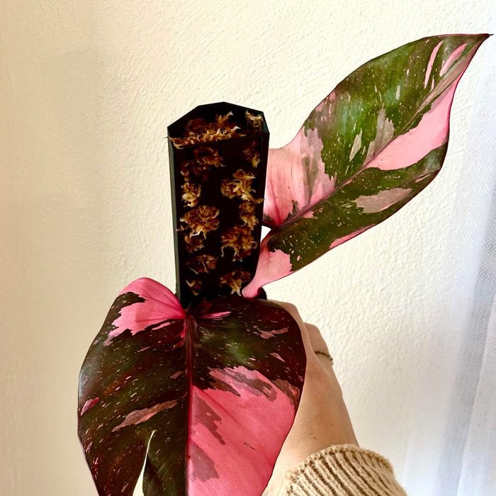 Philodendron Pink Princess on a moss pole